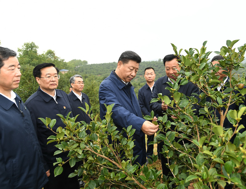 　　9月16日至18日，中共中央總書記、國(guó)家主席、中央軍委主席習(xí)近平在河南考察。這是17日上午，習(xí)近平來到信陽(yáng)市光山縣槐店鄉(xiāng)司馬光油茶園，實(shí)地察看油茶樹種植和掛果情況。新華社記者 謝環(huán)馳 攝